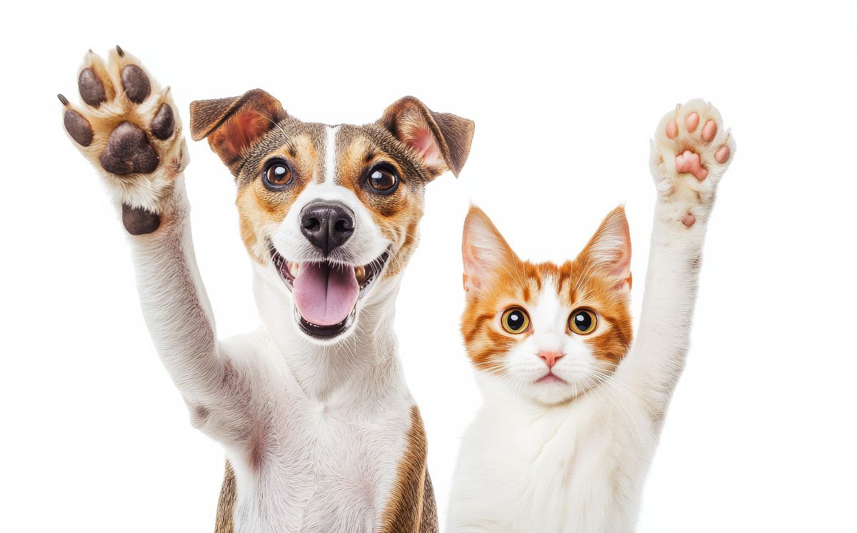 Requisitos obligatorios para traer perros y gatos a Costa Rica