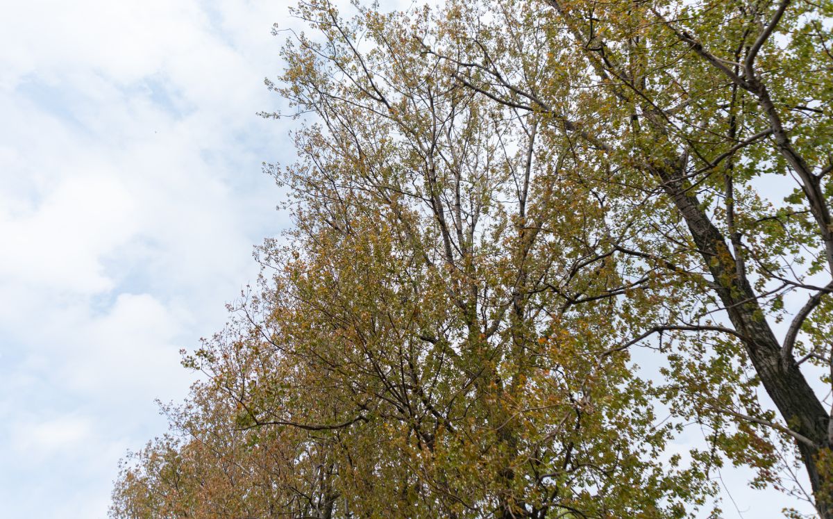 Vientos alisios se intensificarán este fin de semana y mantendrán condiciones estables en el país. (Freepik)