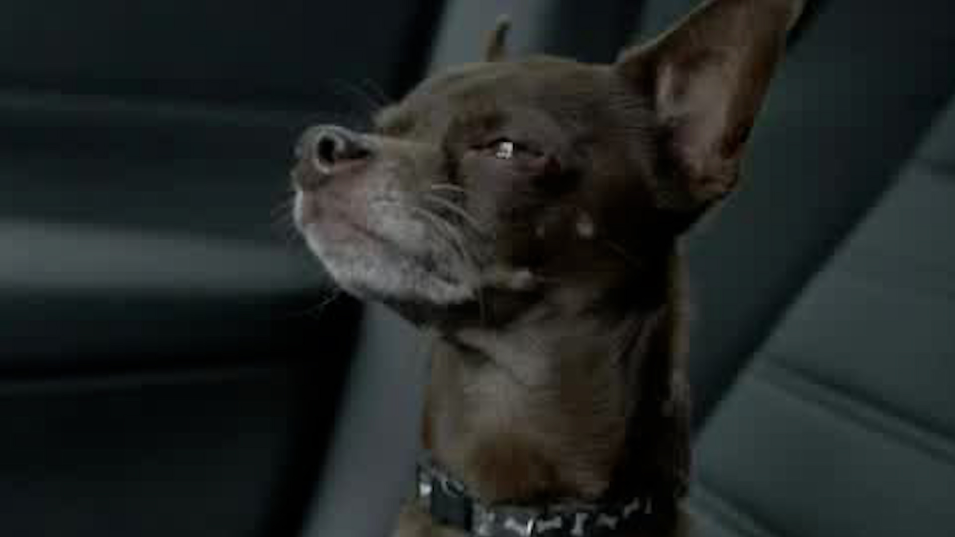 Perrito permanece encerrado por casi dos horas en vehículo | VIDEO