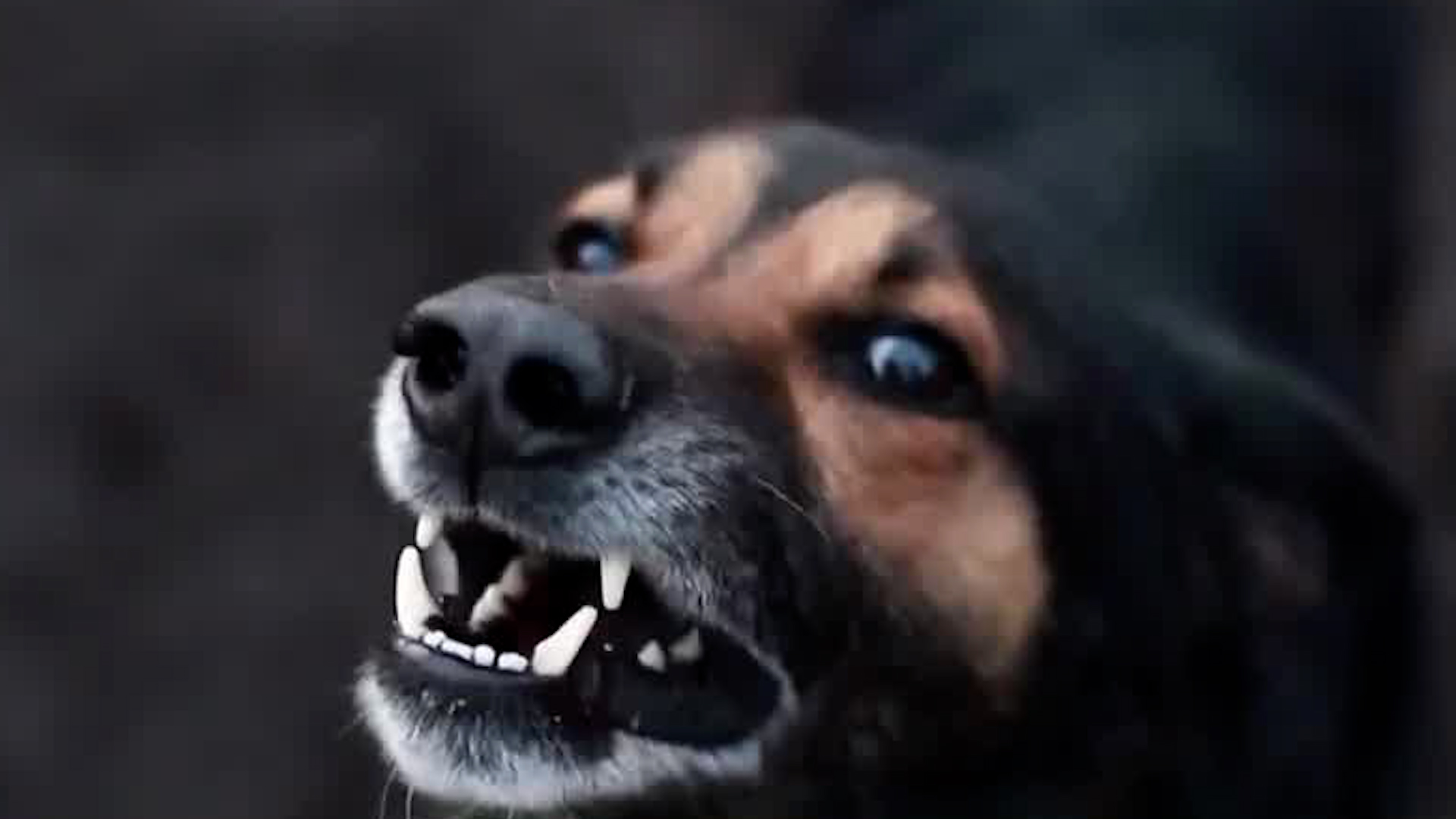 Menor se recupera tras ser mordido por perro