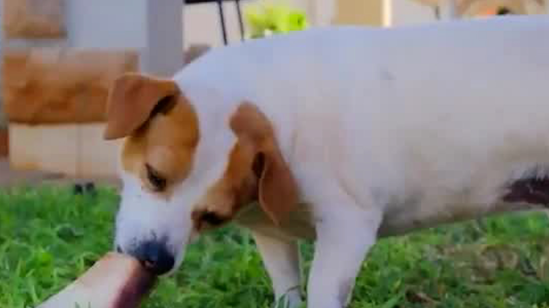 Las garrapatas transmiten enfermedades graves