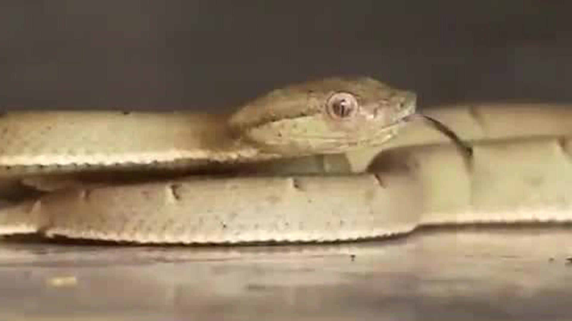 Niña sufrió ataque de serpiente lora
