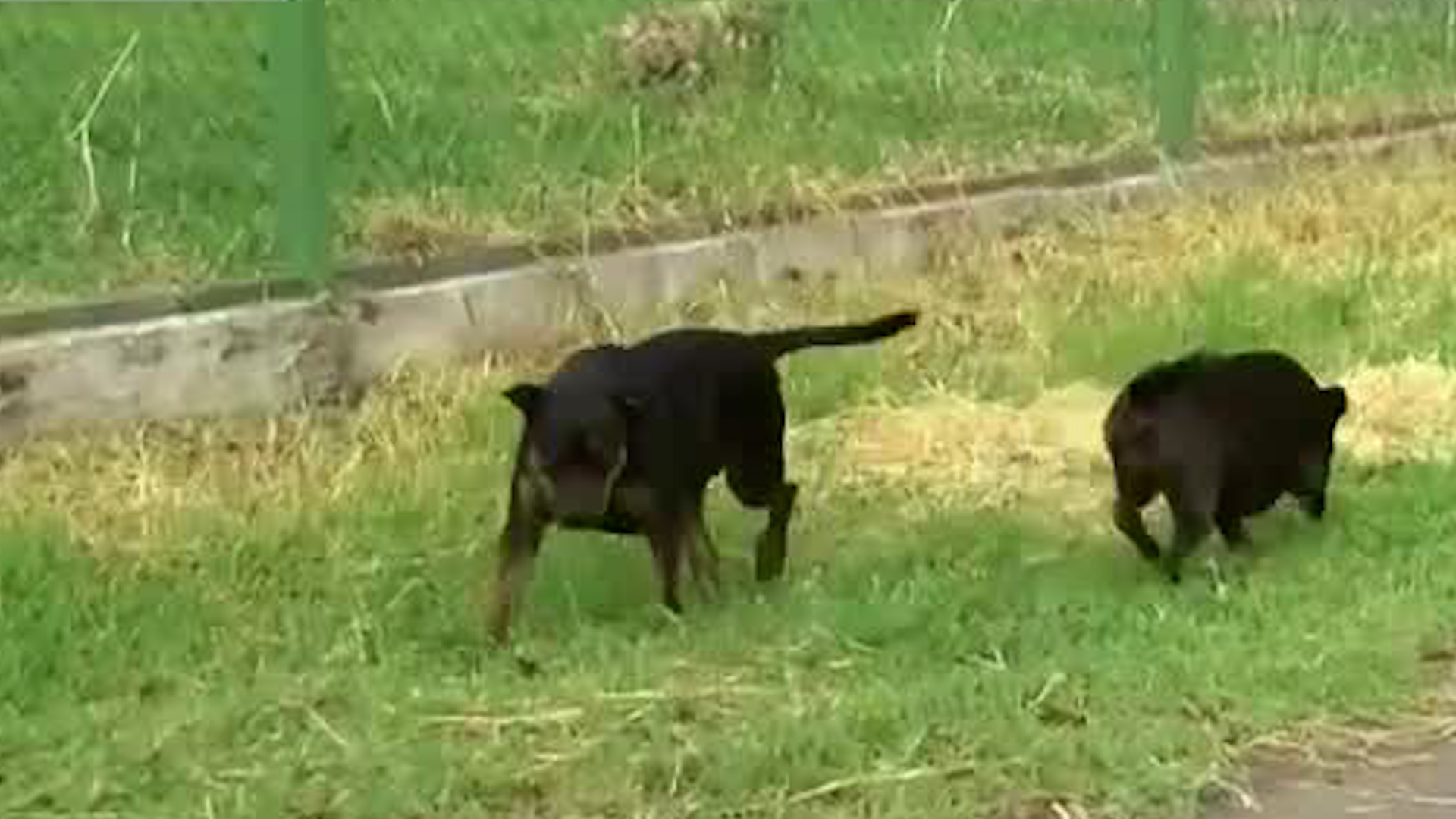 Mujer sufre graves lesiones tras ataque de un dóberman