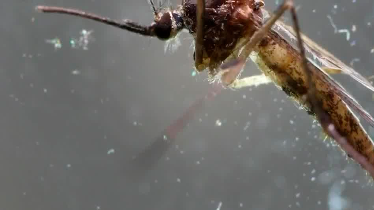 Características del dengue y el chikungunya