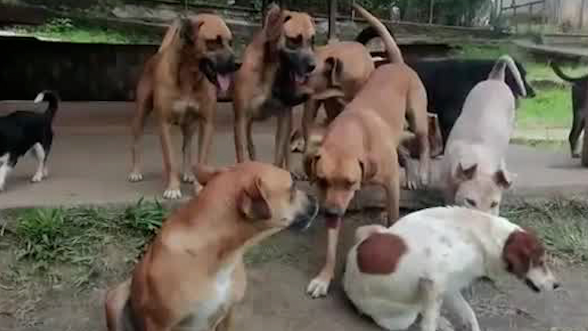 Refugio en Aserrí protege a perritos rescatados | VIDEO