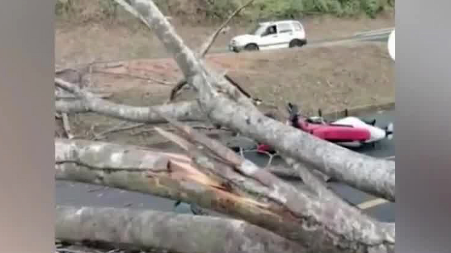 Bomberos reportaron 73 accidentes por caída de árboles