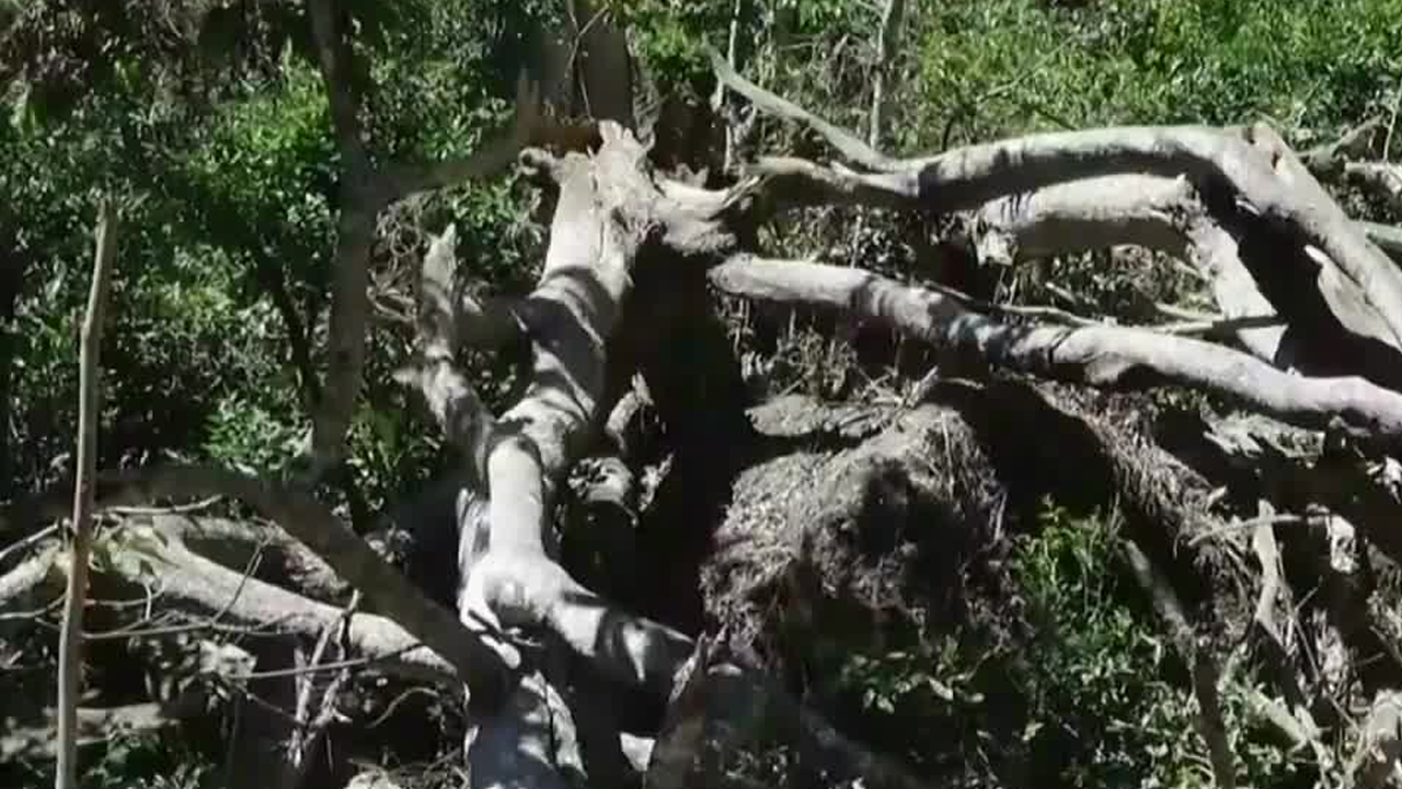 Fuertes vientos cobran una vida en Atenas