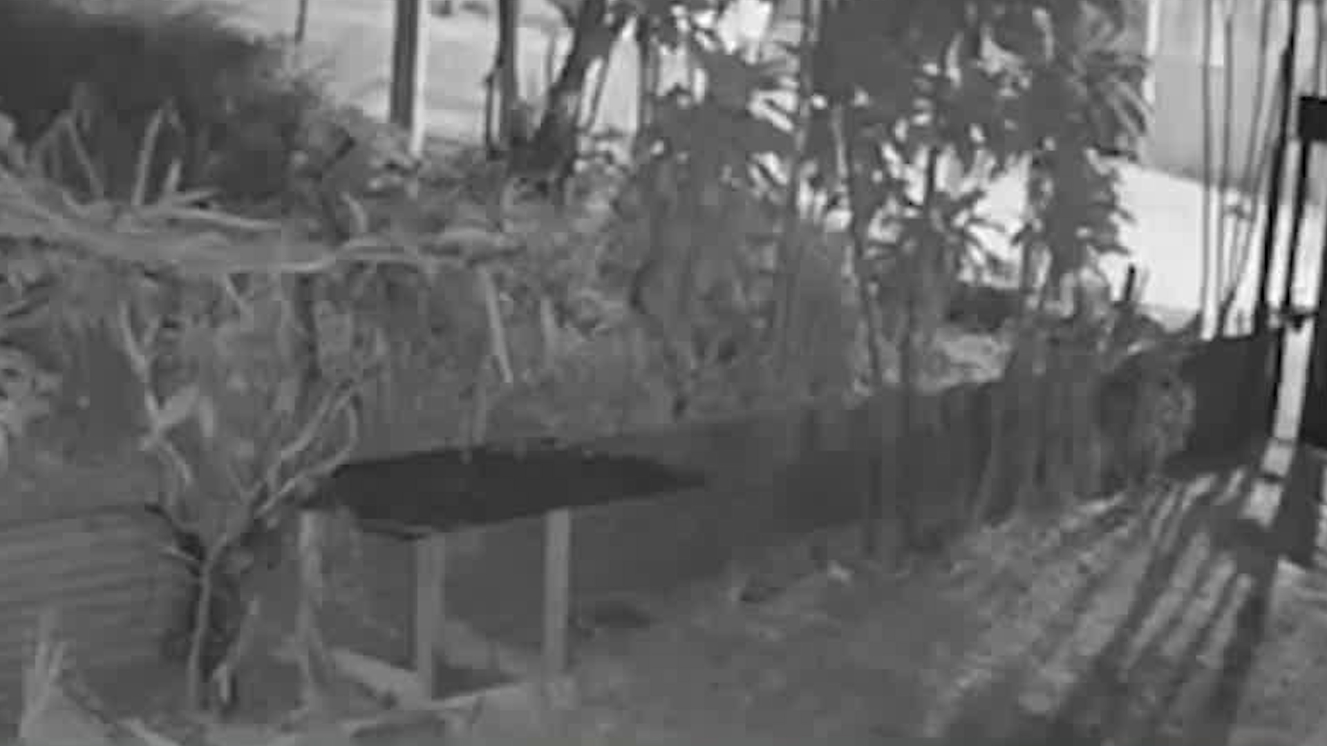 Hombre es víctima de intento de asalto durante visita al país | VIDEO