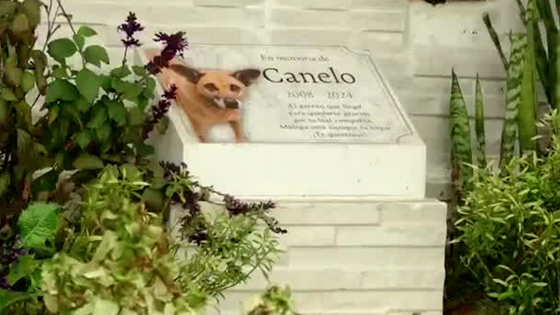 Calle Canelo honra historia de lealtad