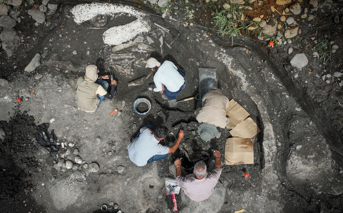 Hallazgo de mastodonte y perezoso gigante reactiva investigación paleontológica en Cartago