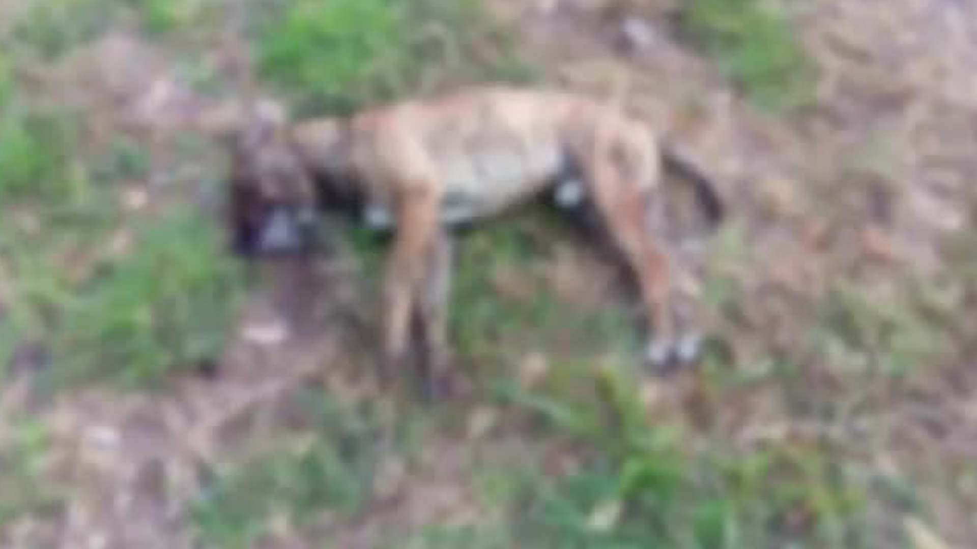 Denuncian envenenamiento masivo de mascotas en Desamparados