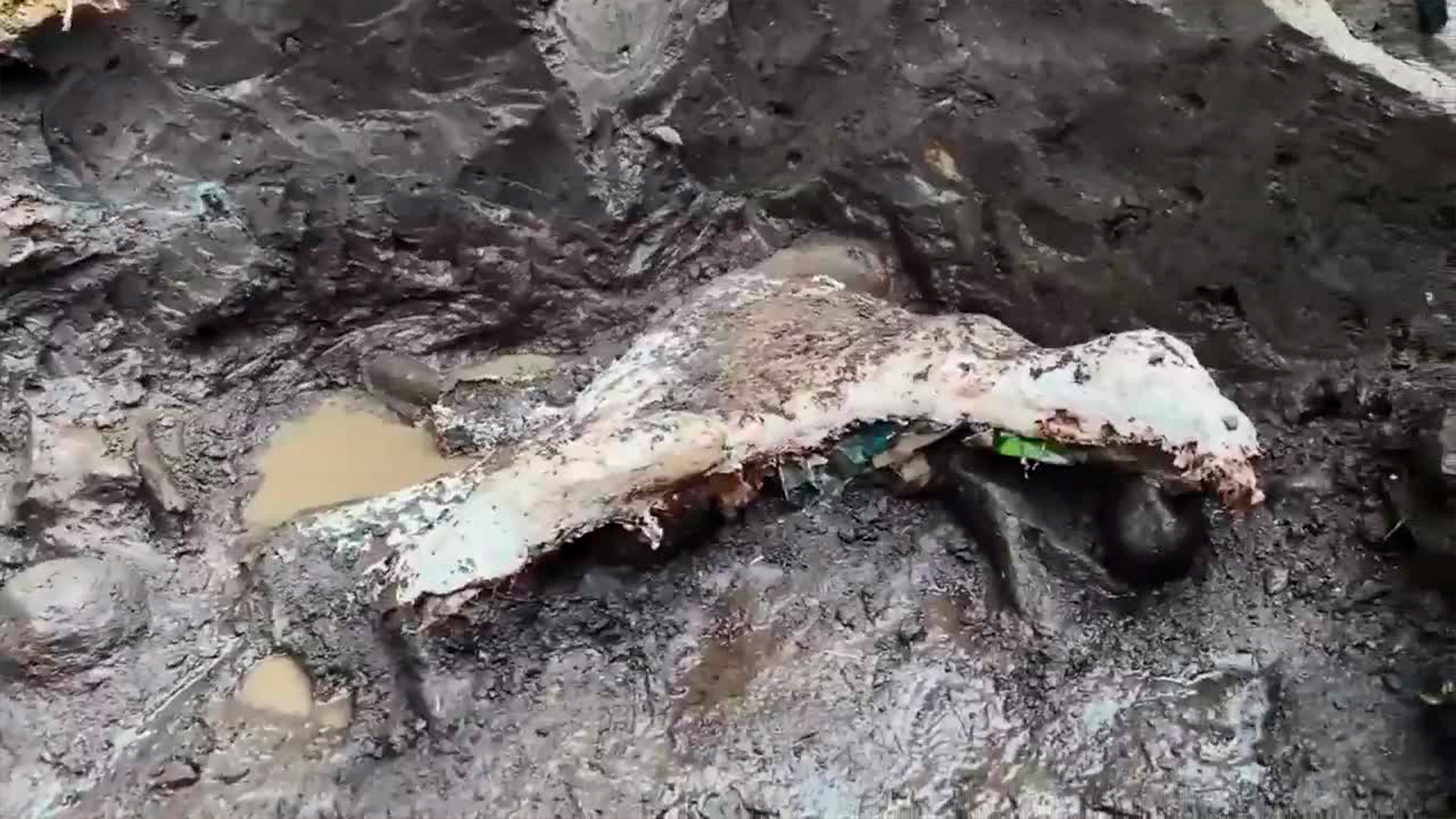 Hallazgo histórico en Cartago: Mastodonte y perezoso gigante