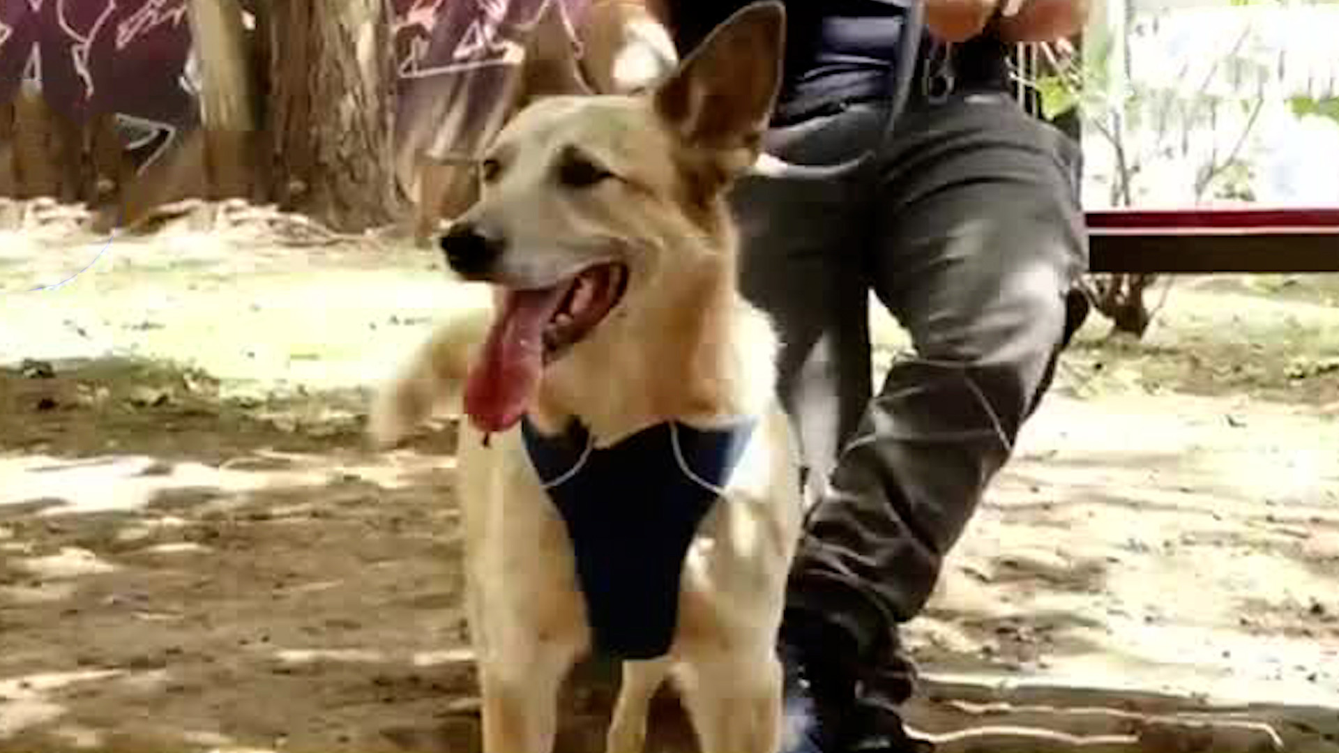 Logan, el ‘perrito influencer’ enfrente dura batalla