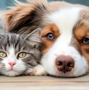 El cupo máximo por familia será dos citas. (Freepik)