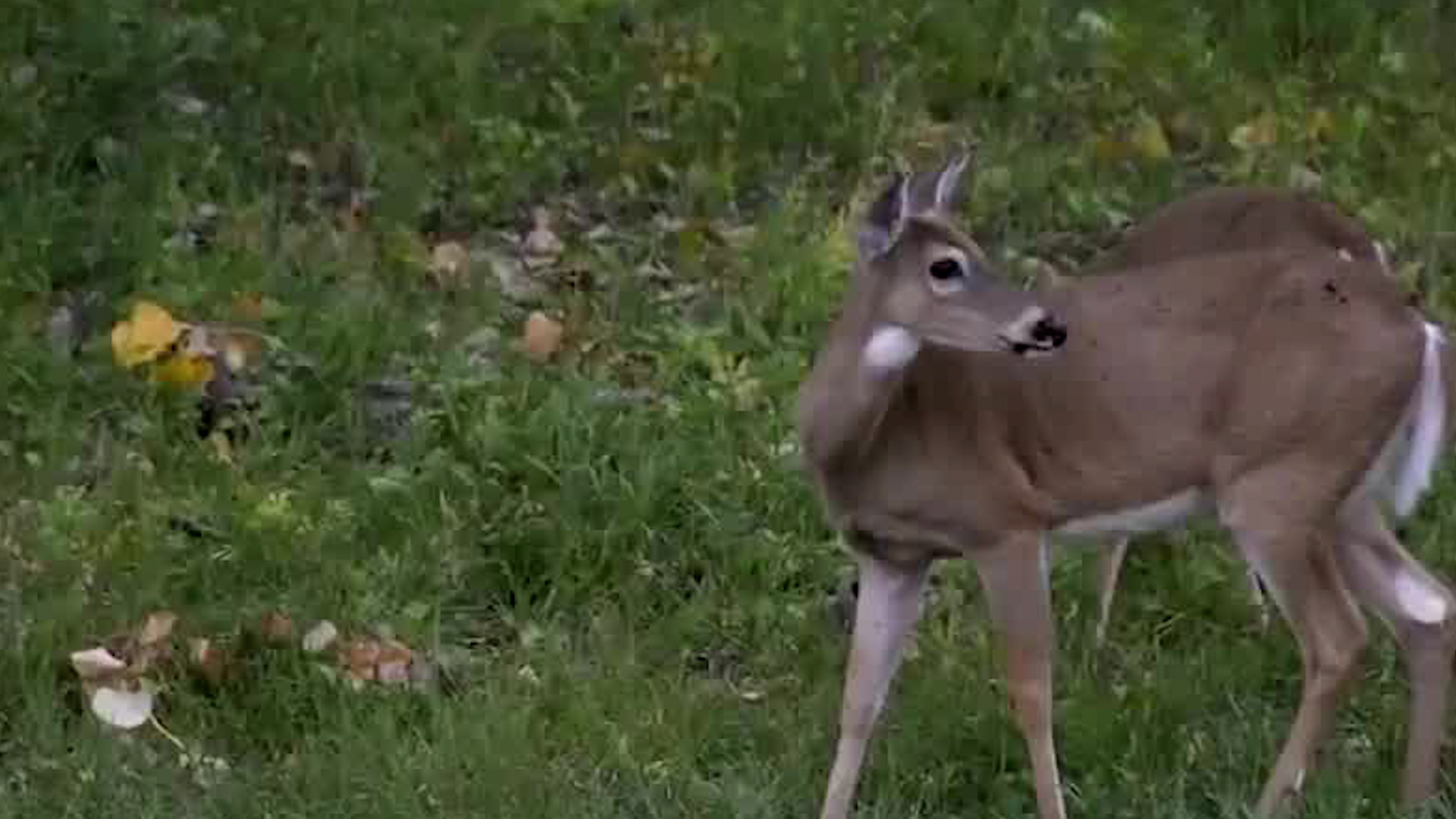 Avistamiento de venados en Santa Bárbara | VIDEO