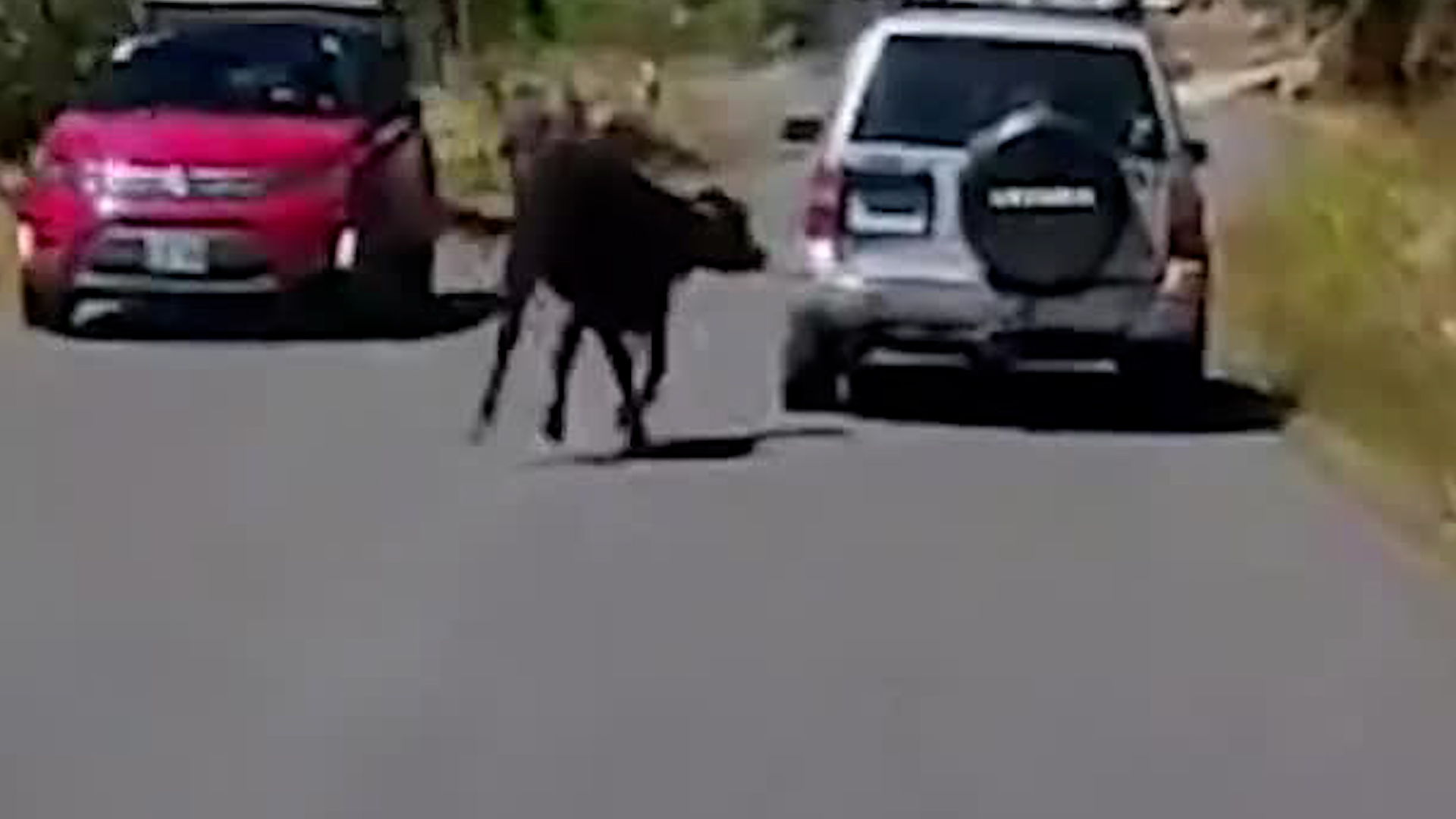 Vaca es arrastrada por vehículo en Monteverde | VIDEO