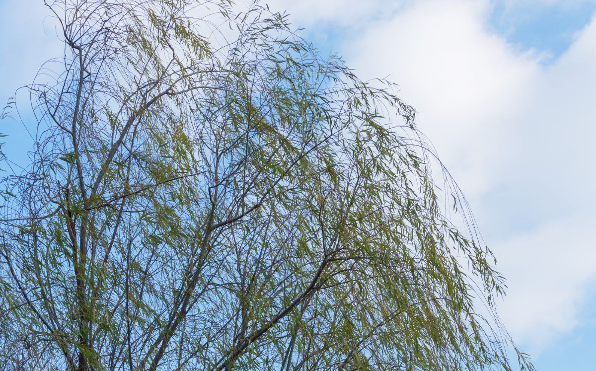 Viernes será cálido y con condiciones estables en la mayor parte del país. (Freepik)