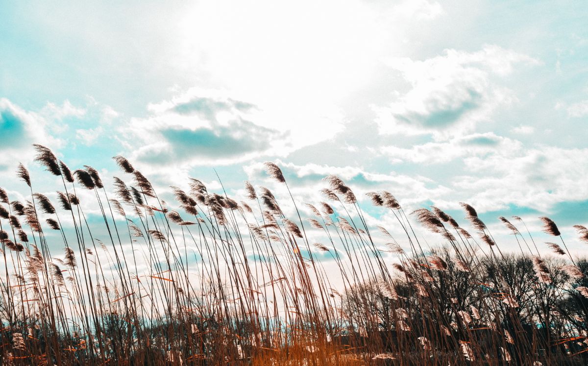 Aumento de presión en el Caribe acelera vientos y mantiene condiciones secas en el país. (Freepik)