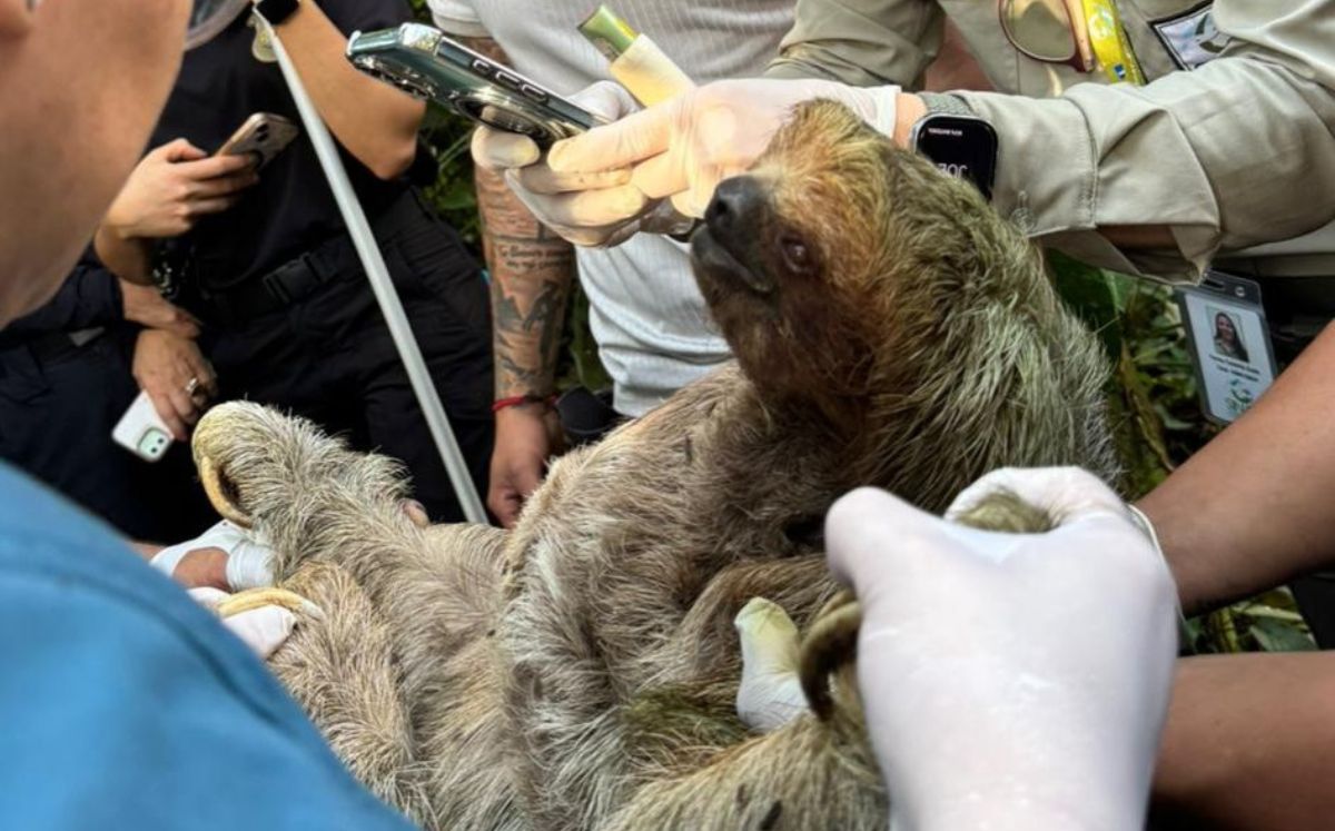 Las diligencias las realizan dentro de la causa 25-000049-0611-PE. (Foto: SINAC, imagen ilustrativa)