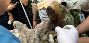 Las diligencias las realizan dentro de la causa 25-000049-0611-PE. (Foto: SINAC, imagen ilustrativa)