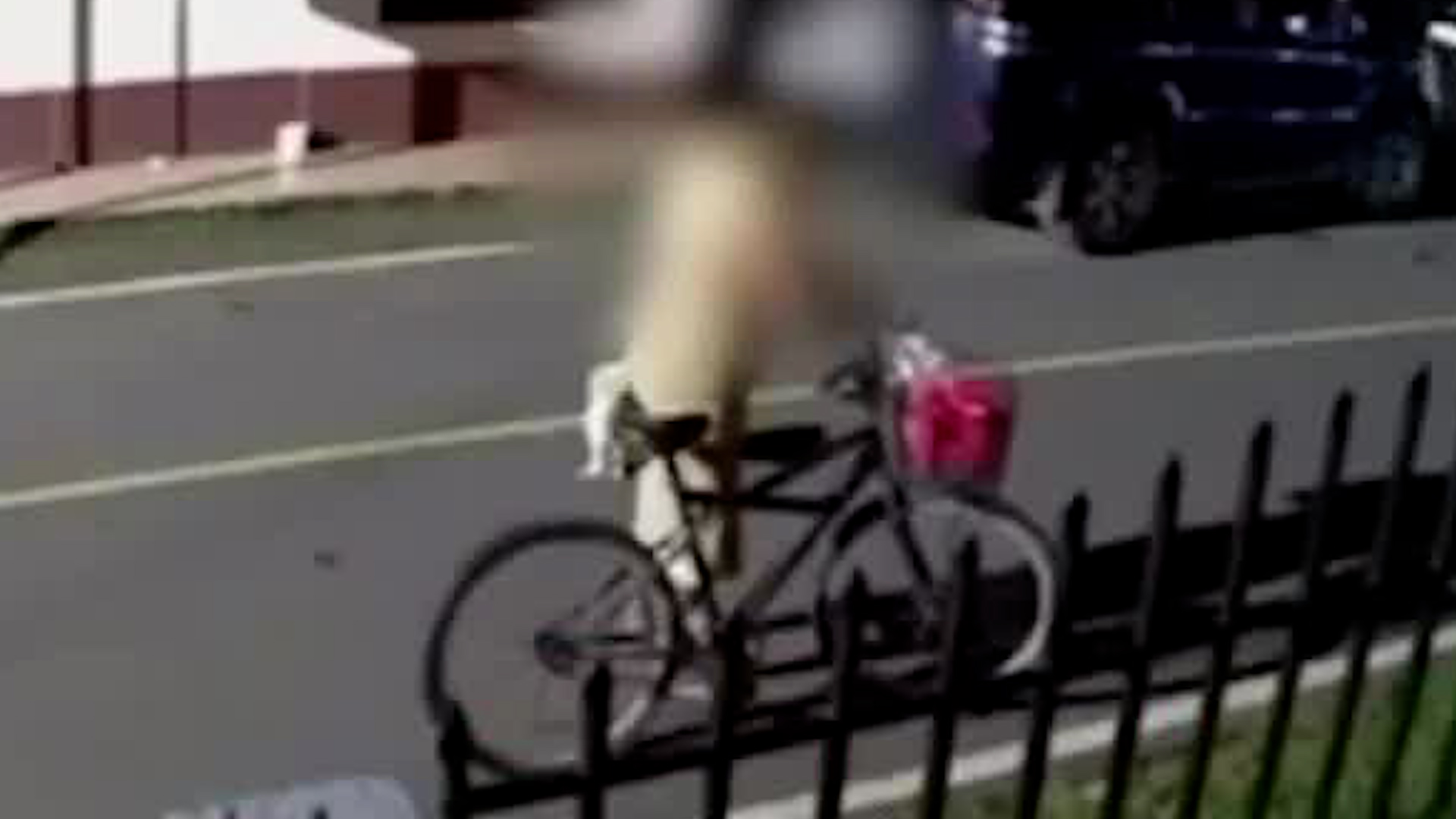 Familia vive momentos de angustia por robo de perro | VIDEO