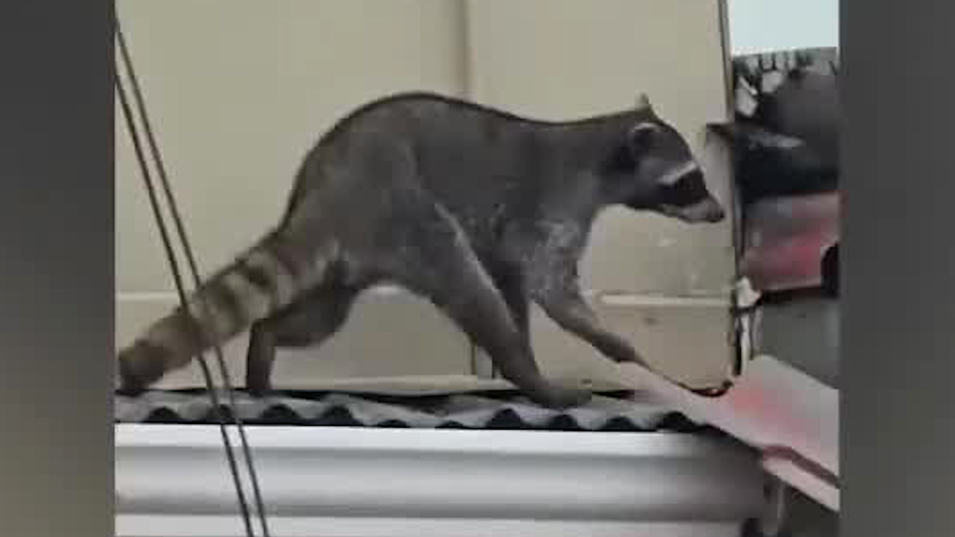 Aumenta la presencia de mapaches en Calle Blancos