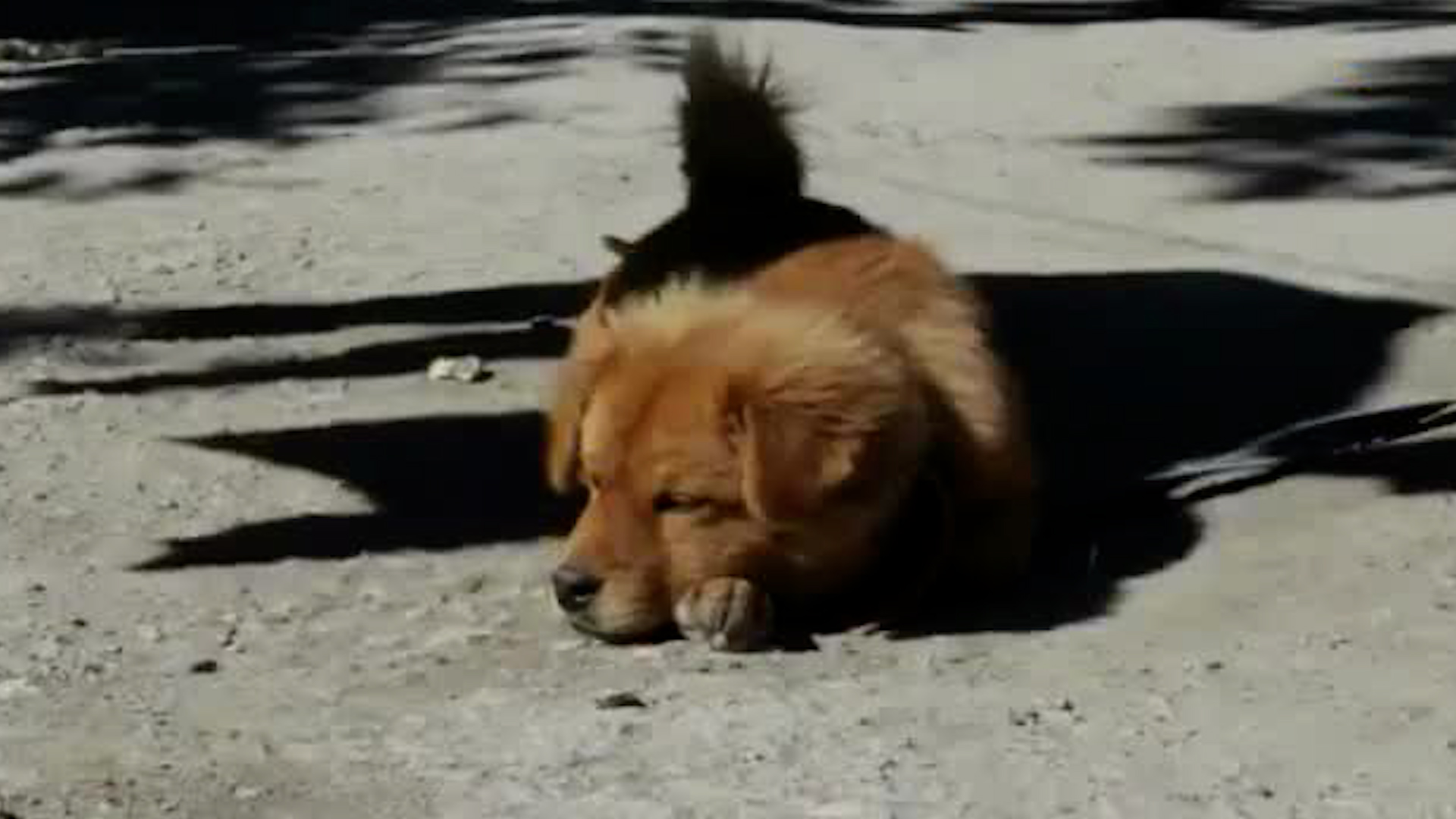 Golpes de calor pueden afectar a mascotas