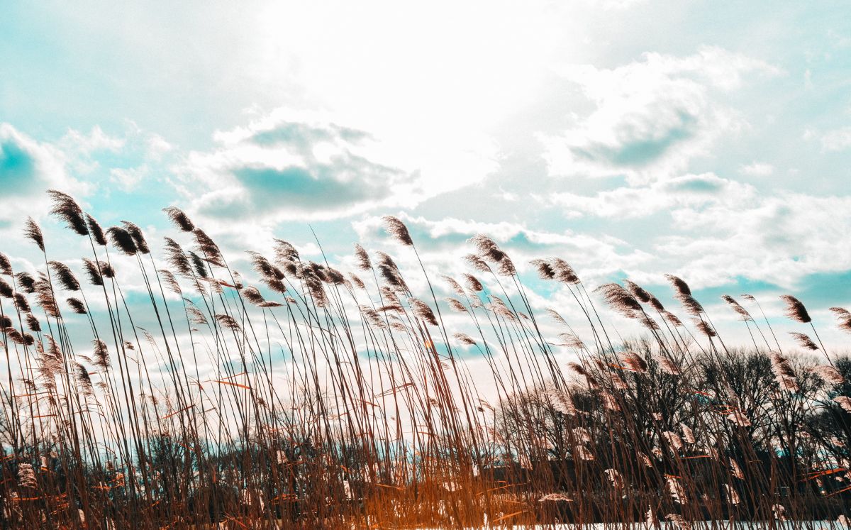 Vientos alisios moderados y altas temperaturas marcarán el clima este miércoles. (Freepik)