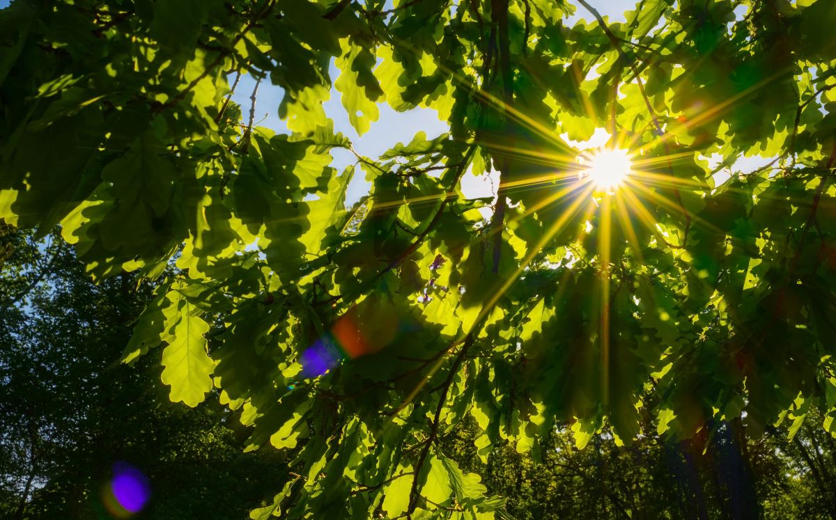Semana inicia con ambiente estable, pero con calor y bochorno en varias zonas del país. (Freepik)