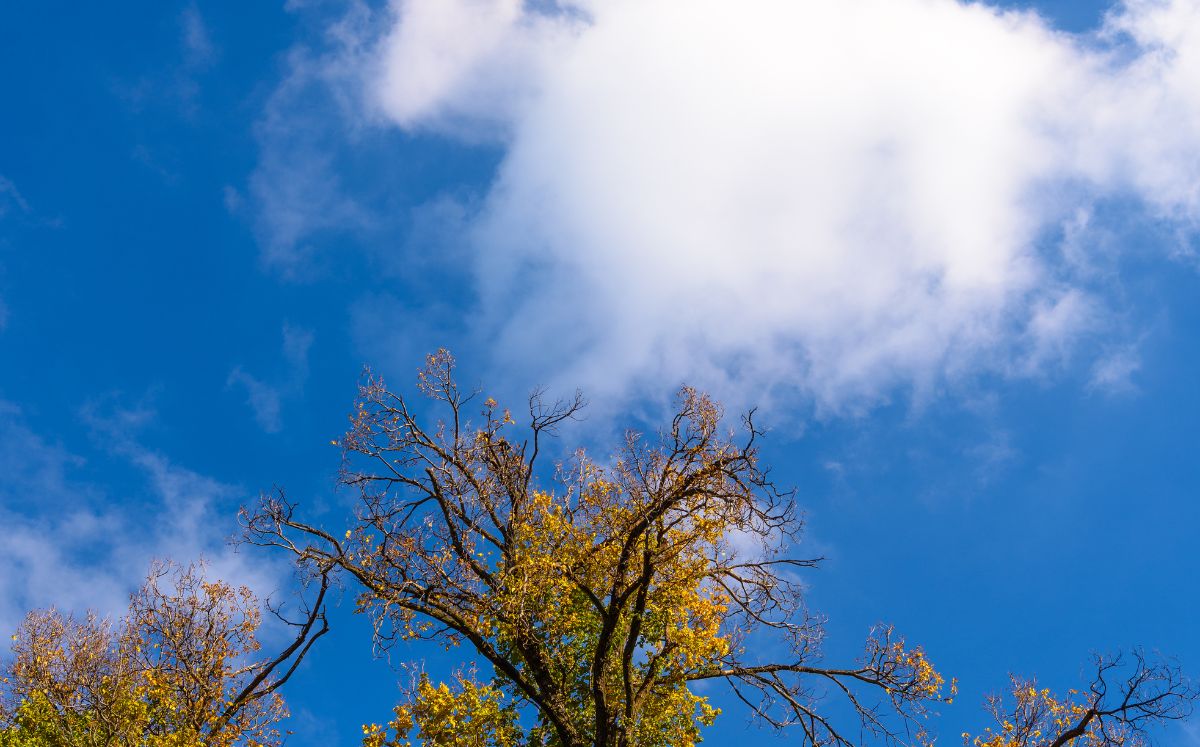Ambiente cálido y vientos débiles marcarán este martes con posibilidad de lluvias aisladas. (Freepik)