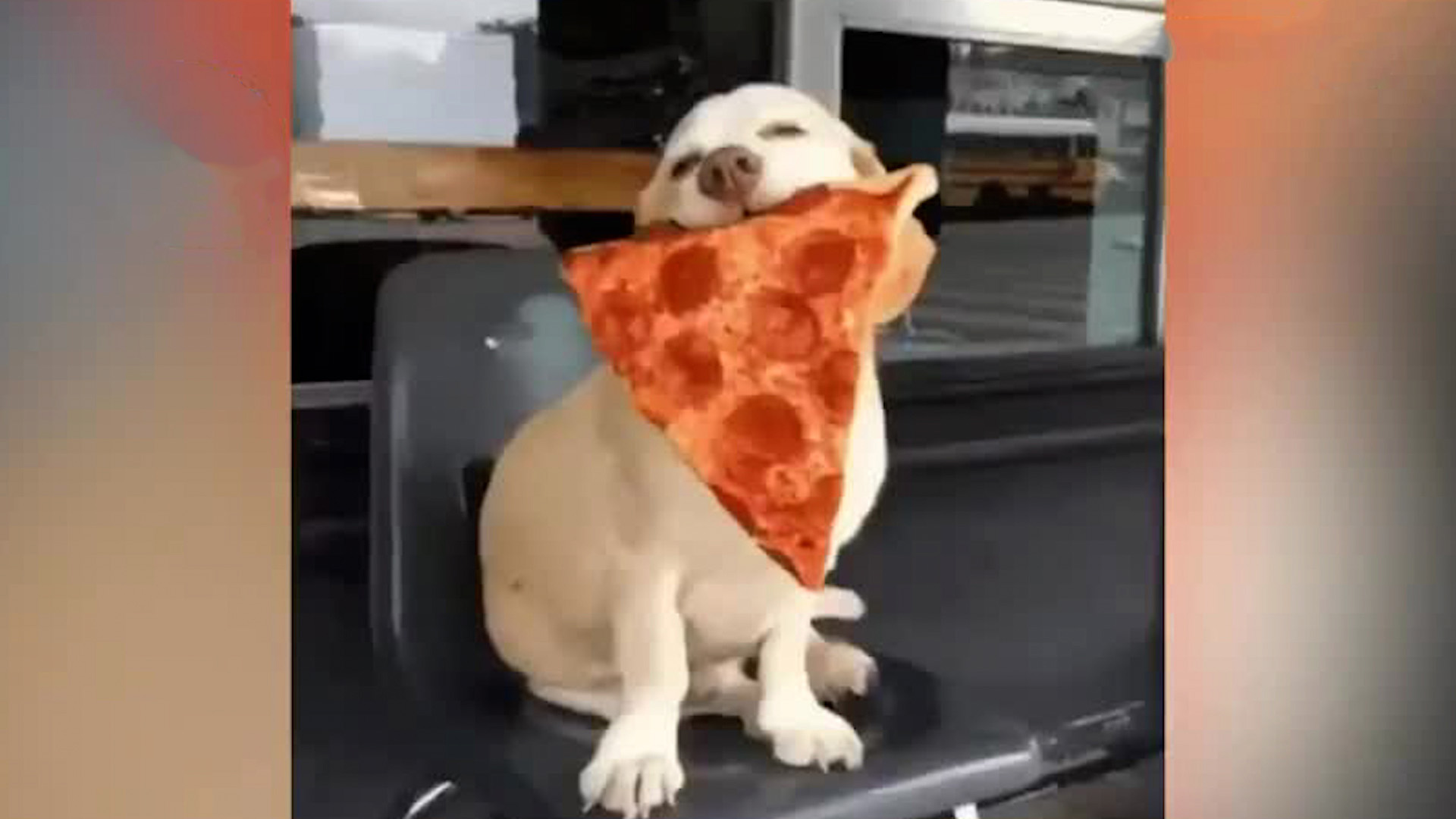 Estos son los riesgos de dar comida humana a las mascotas