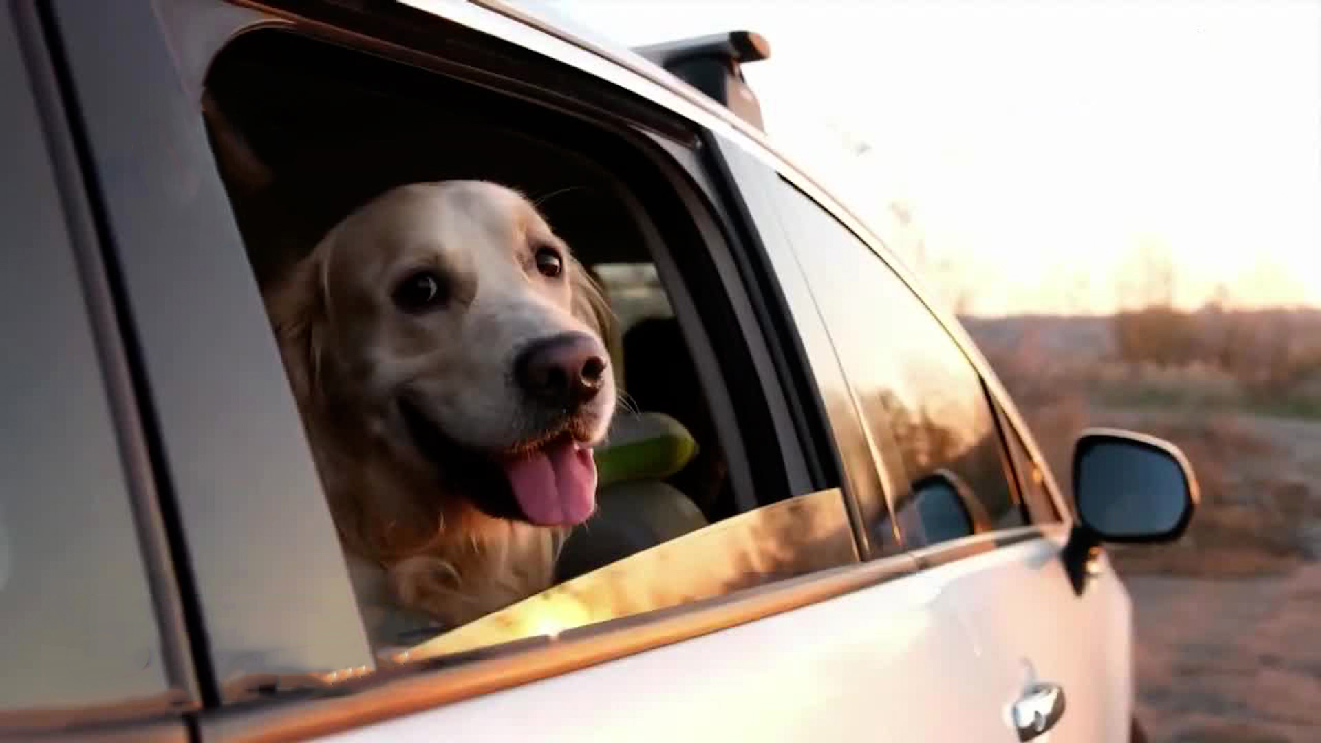 Mareos en mascotas durante viajes son comunes