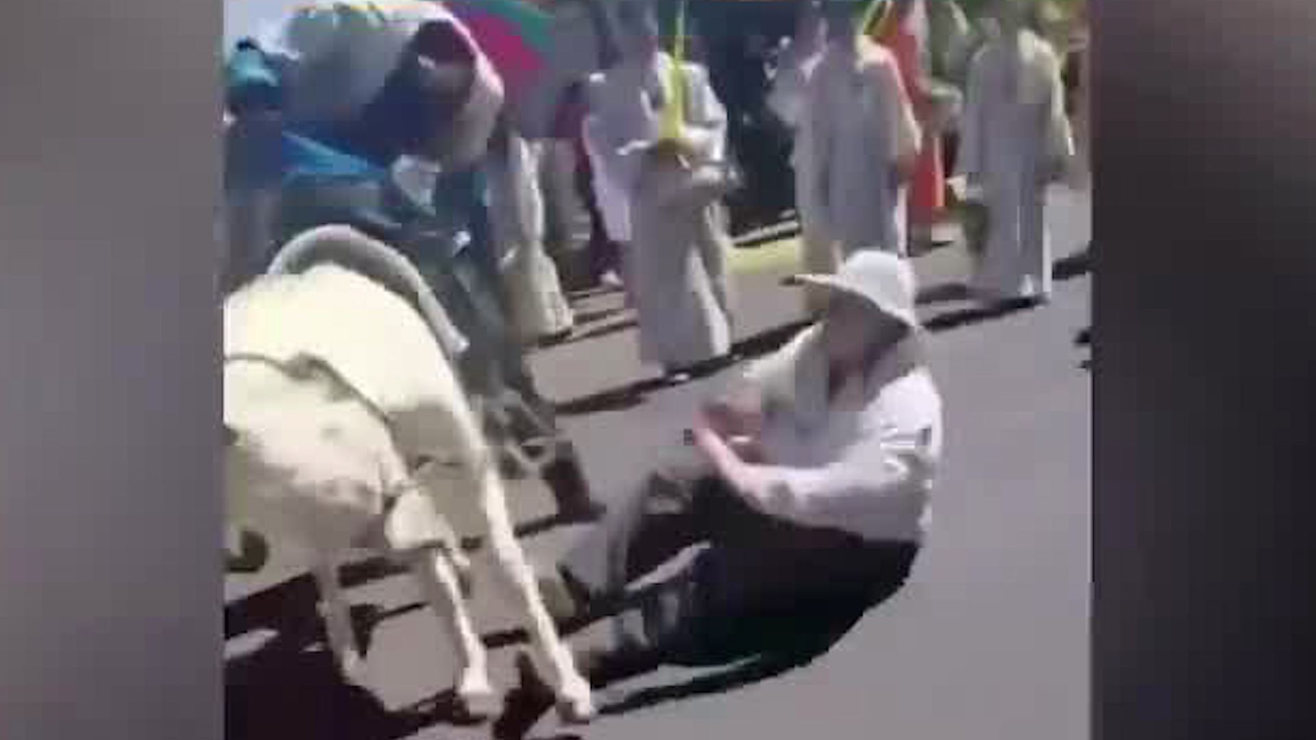 Burrita se desboca en procesión | VIDEO