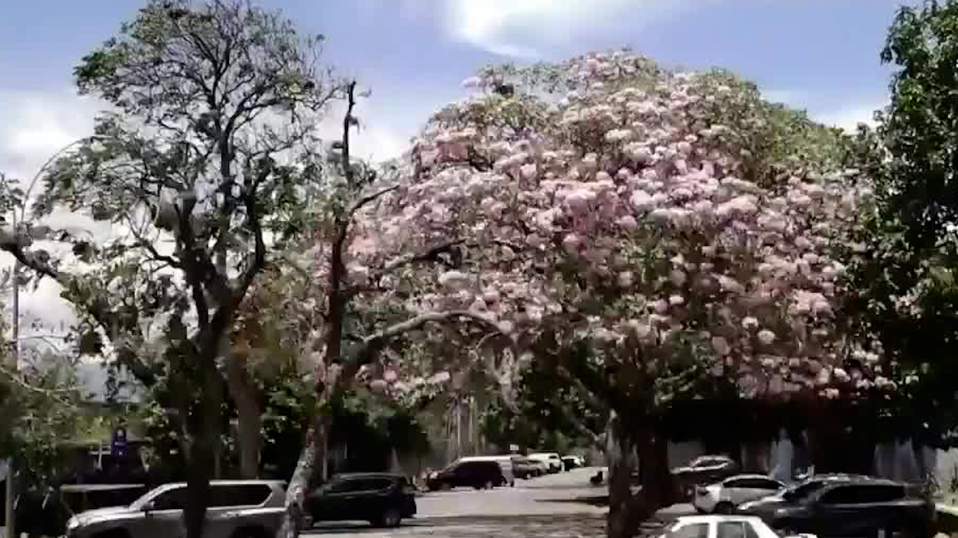 Árboles floreados llenan de color las calles