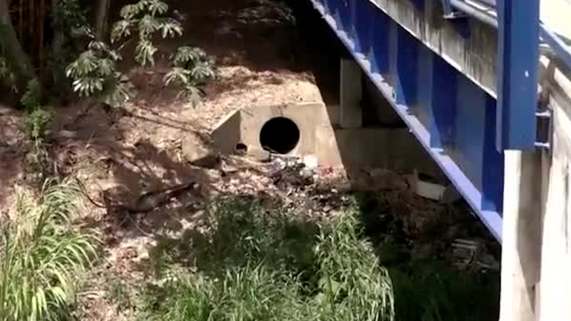 Bebé nace bajo puente en Desamparados