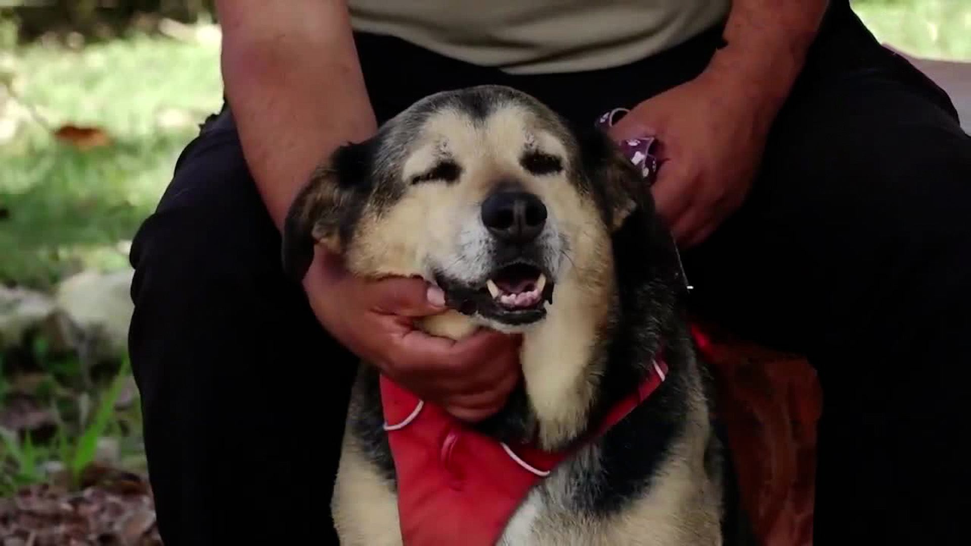 Él es Rex, el perrito vigilante