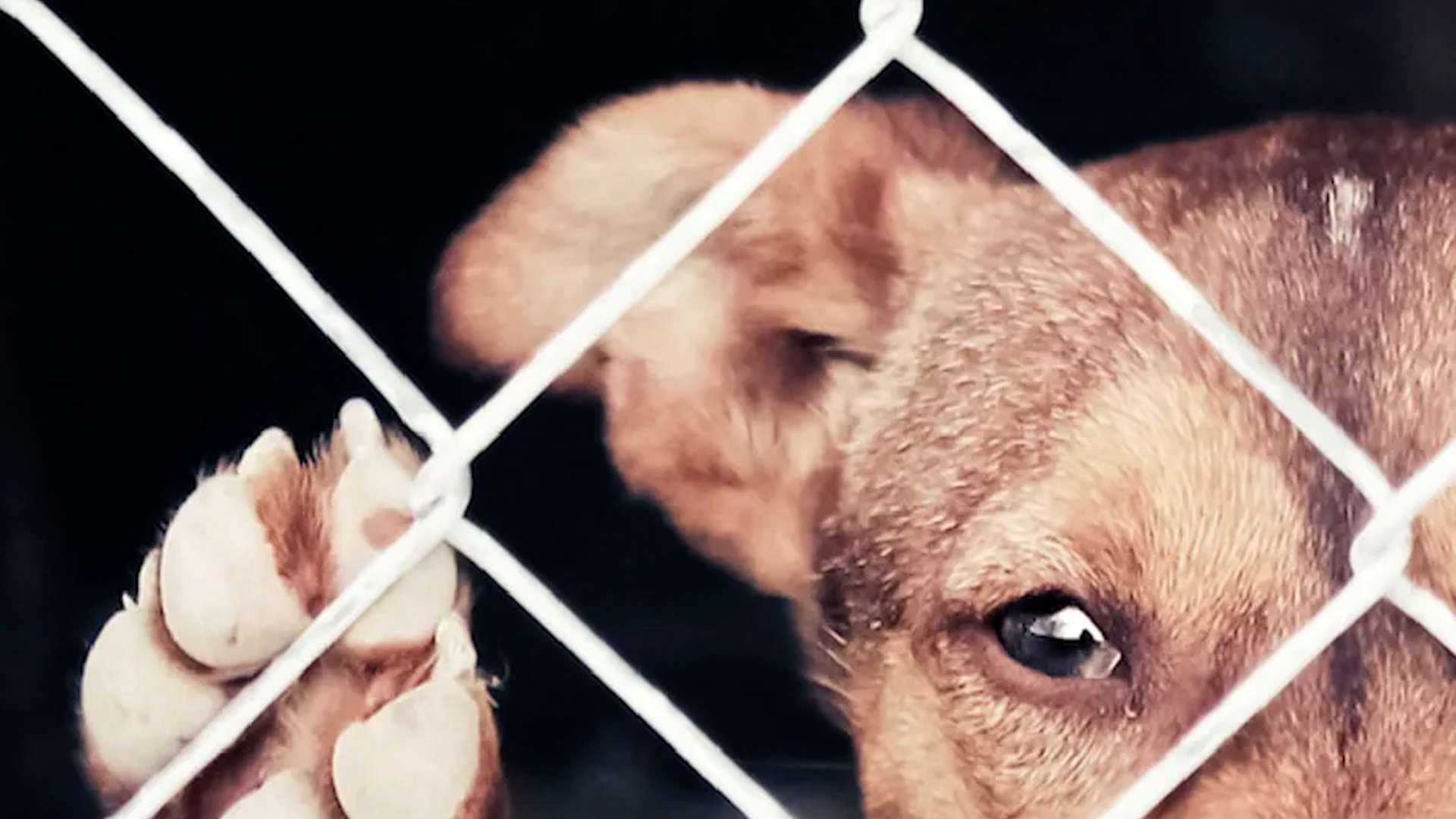 Indignación por maltrato animal | VIDEO