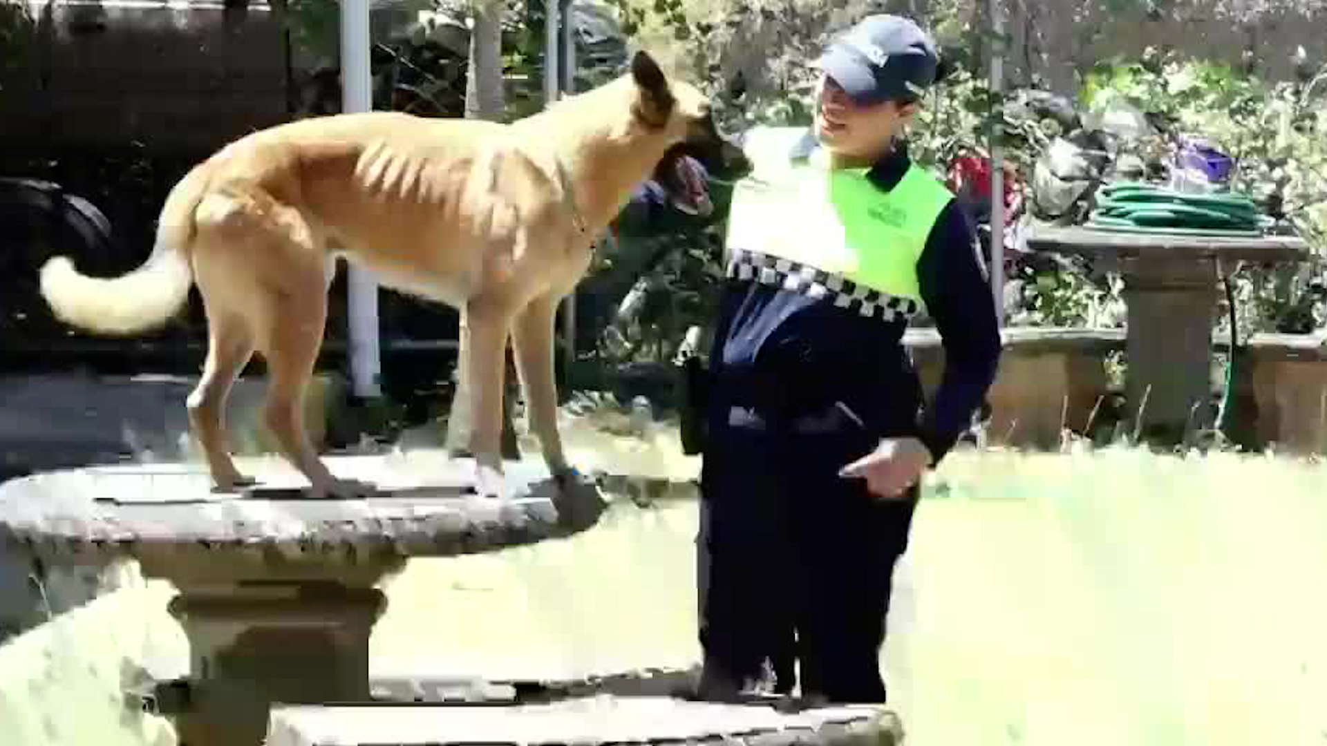 Rendy y Nero buscan nuevo hogar