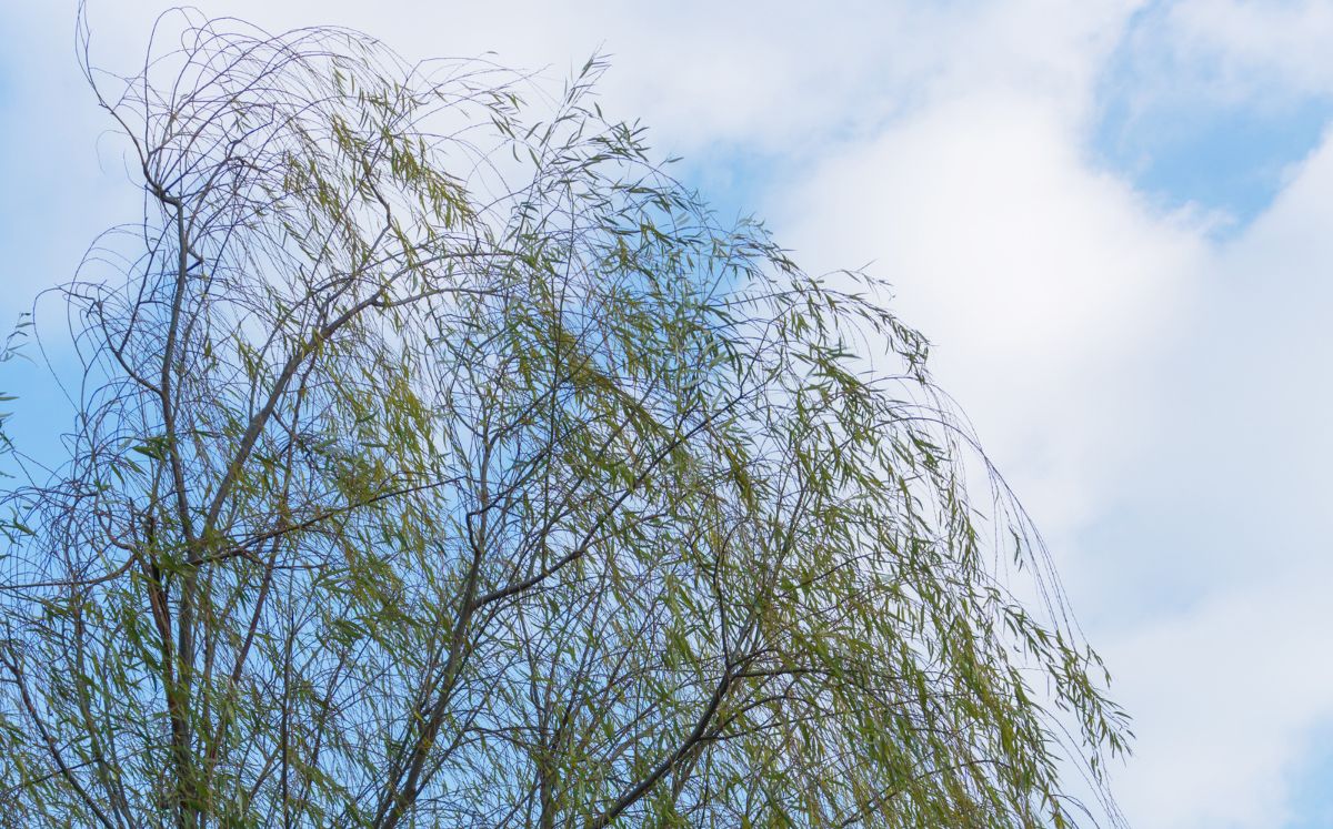 Fuertes vientos y lluvias marcarán las condiciones del tiempo este viernes. (Freepik)