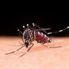 El Ministerio de Salud confirmó el tercer caso de chikungunya en 2026.  (Freepik)