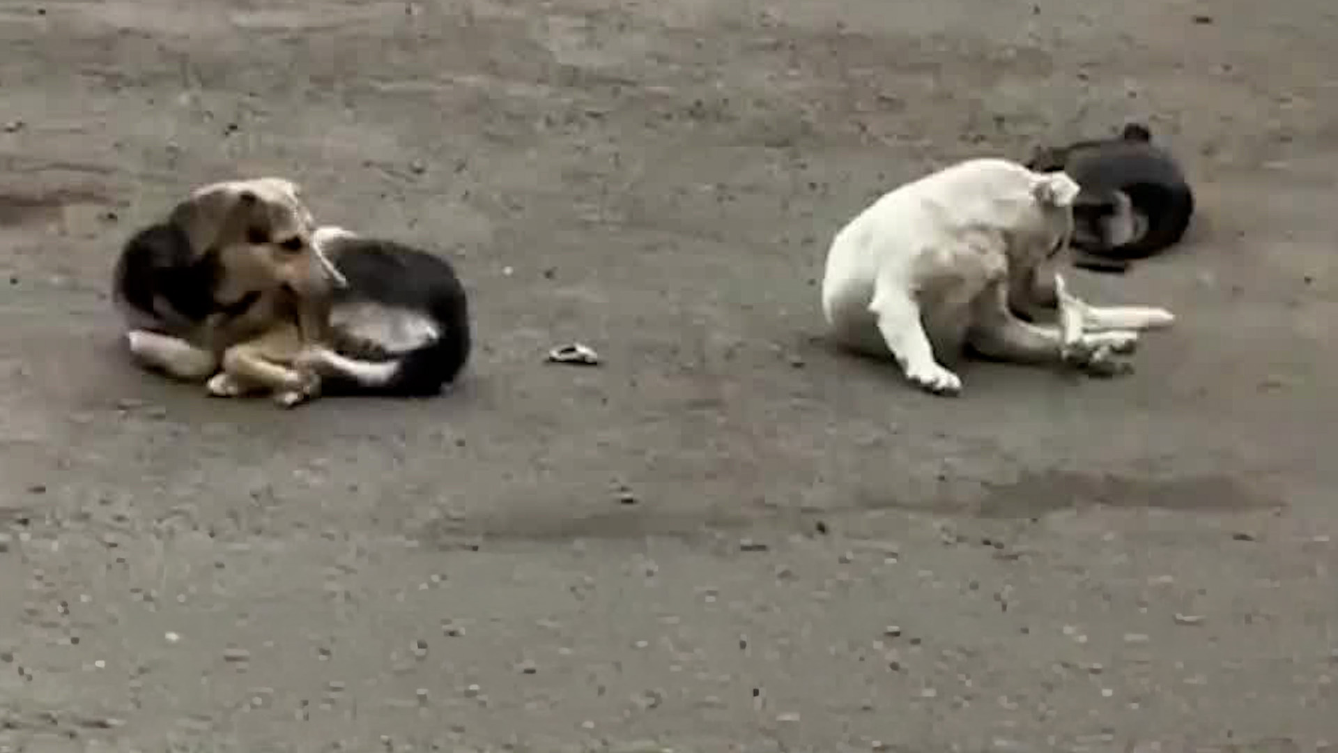 Denuncian maltrato animal en taller