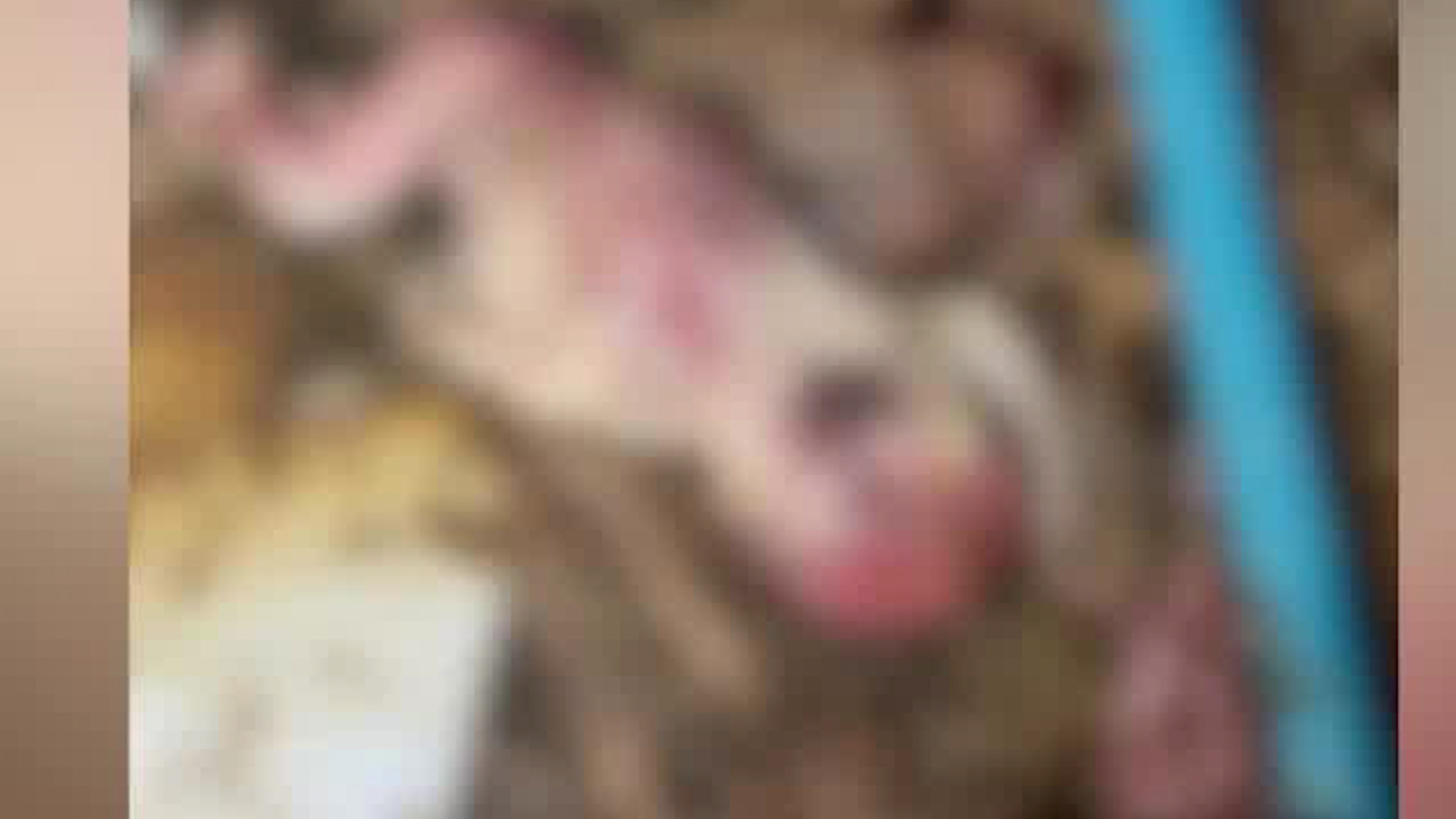 Investigan hallazgo de feto en Alajuela