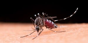 El Ministerio de Salud confirmó el tercer caso de chikungunya en 2026.  (Freepik)