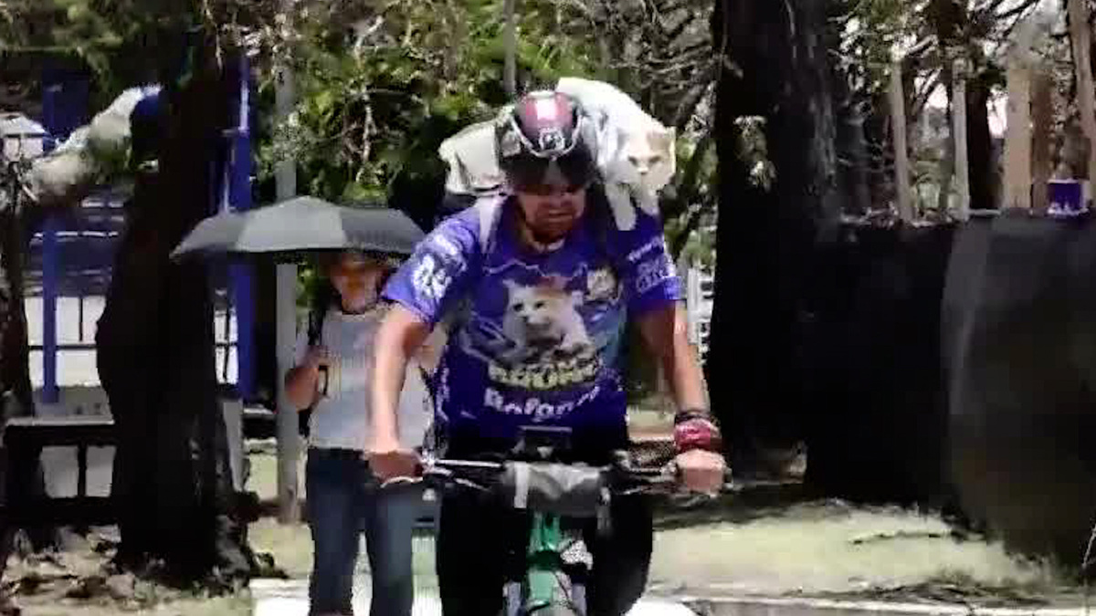 Él es Bruno, ‘el gato aventurero’