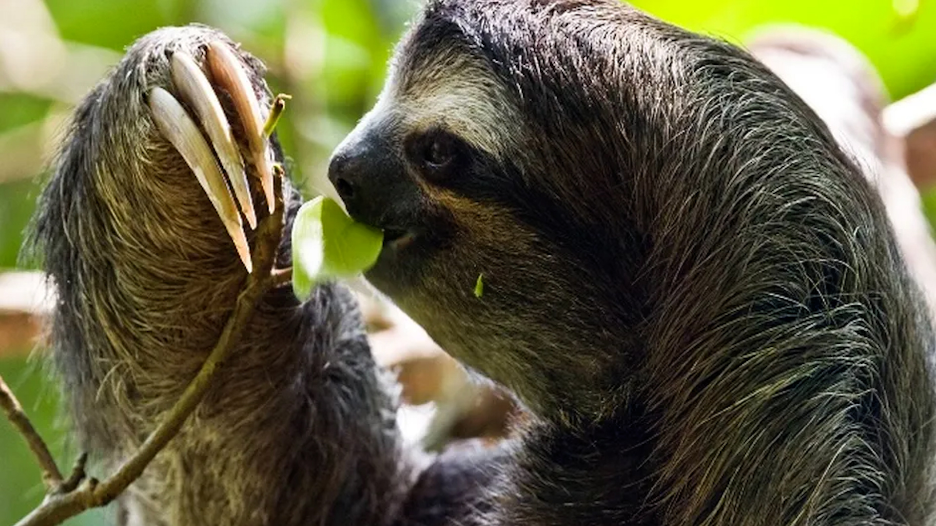 Intentó ayudar y terminó atacado