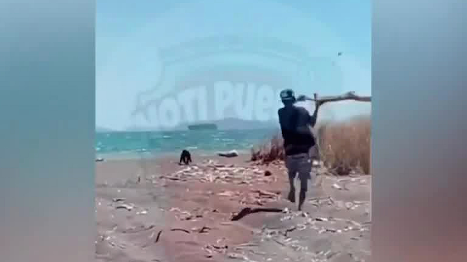 Jóvenes persiguen a un mono con palos | VIDEO