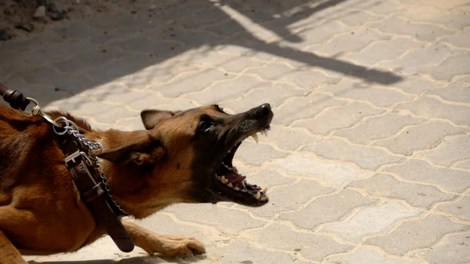 Estudiantes caen a alcantarilla tras ataque de perro | VIDEO