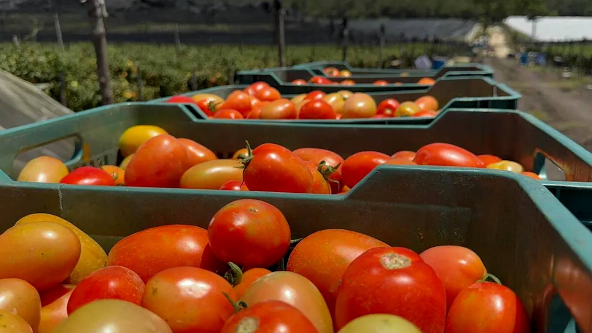 Tomate subió de precio en el último mes