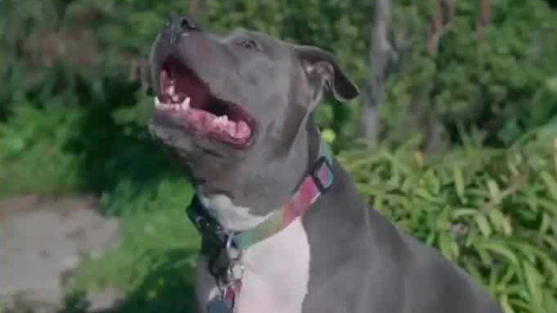 Ataques de perros reabre debate sobre regulación de razas