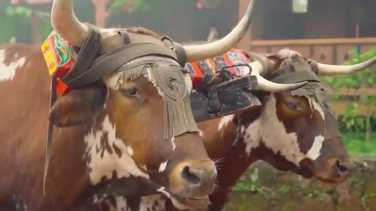 Sin Pasaporte: descubra nuestro país aquí | Nos fuimos al Volcán Poás | Episodio 2, temporada 2